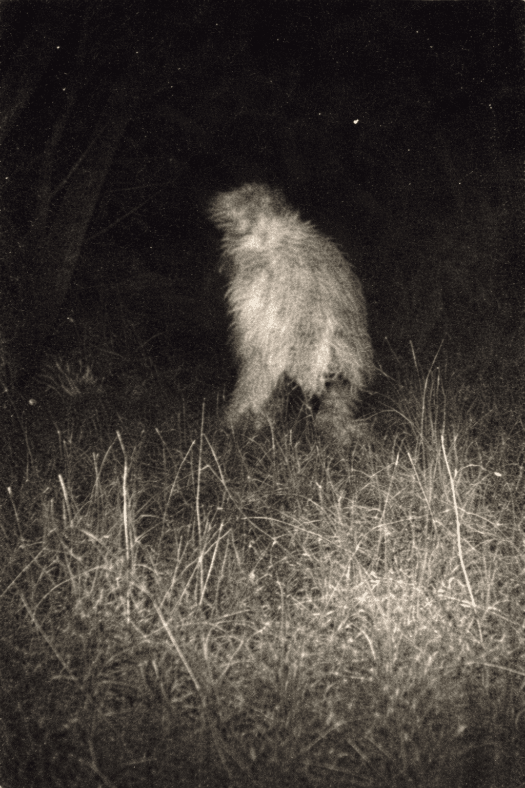 The Goatman of Lake Worth: Texas Terror on Greer Island