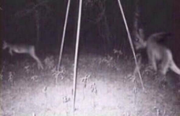 Trail Camera Footage