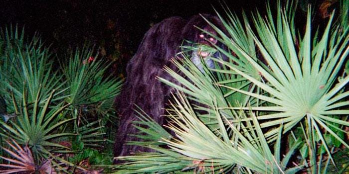 The Everglades Skunk Ape: Florida's Bigfoot