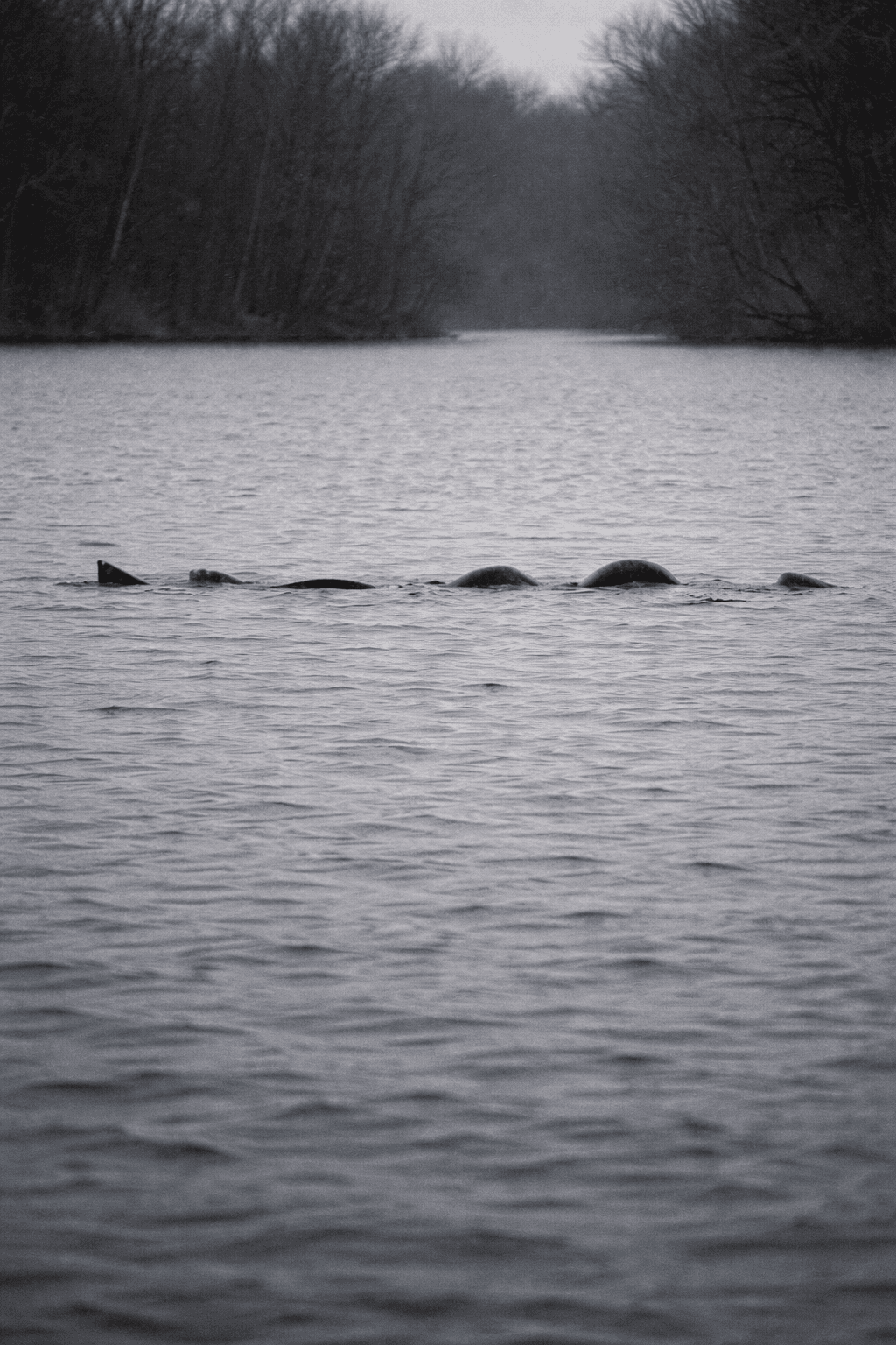 Operation Lake Serpent: The Ogopogo Investigation Files