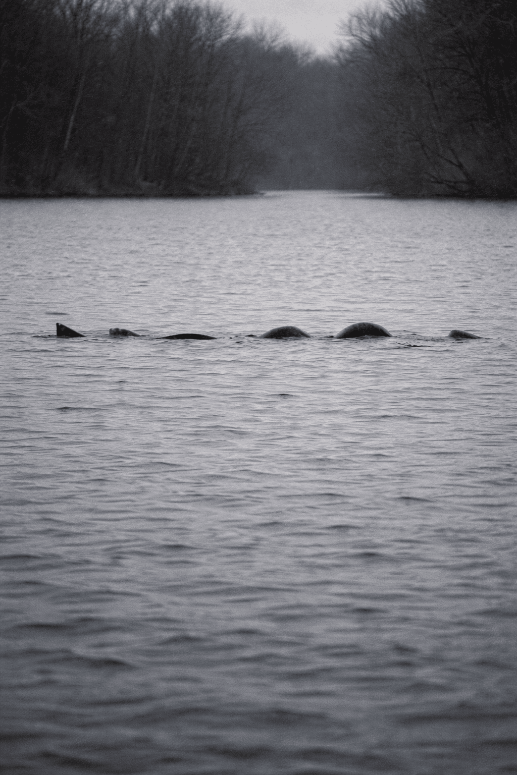 Operation Lake Serpent: The Ogopogo Investigation Files