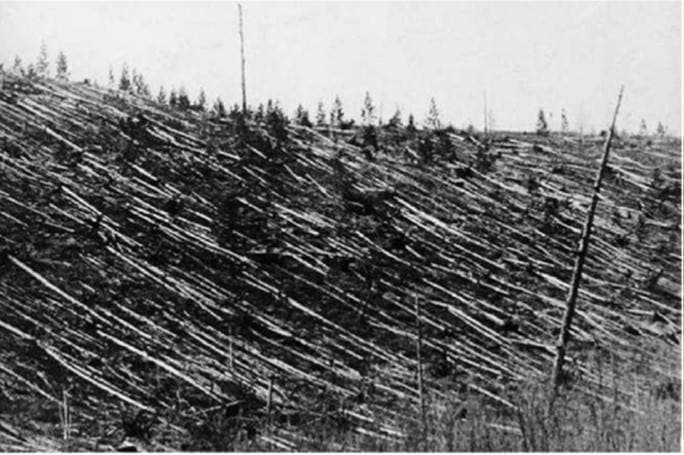 Butterfly-Shaped Forest Destruction Pattern