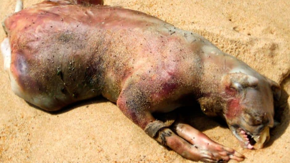 Montauk Monster Physical Remains