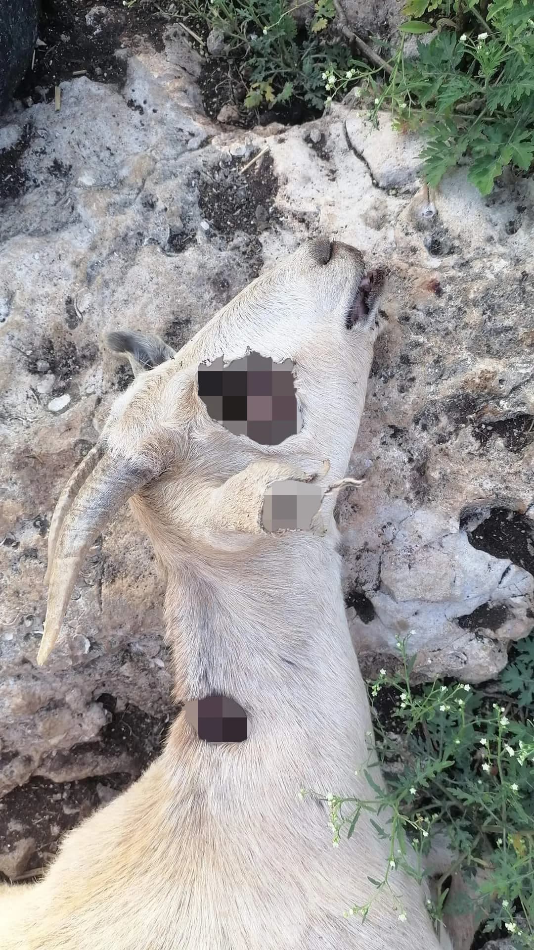 Punctured Livestock Carcasses