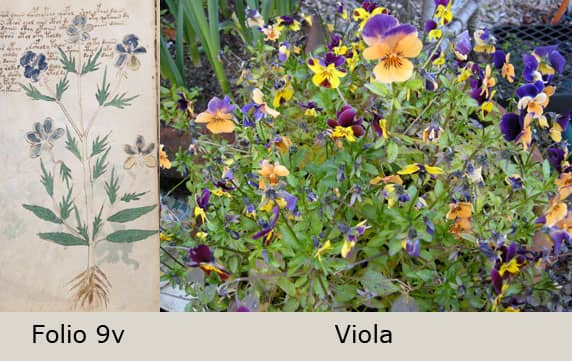 Botanical Illustrations Analysis