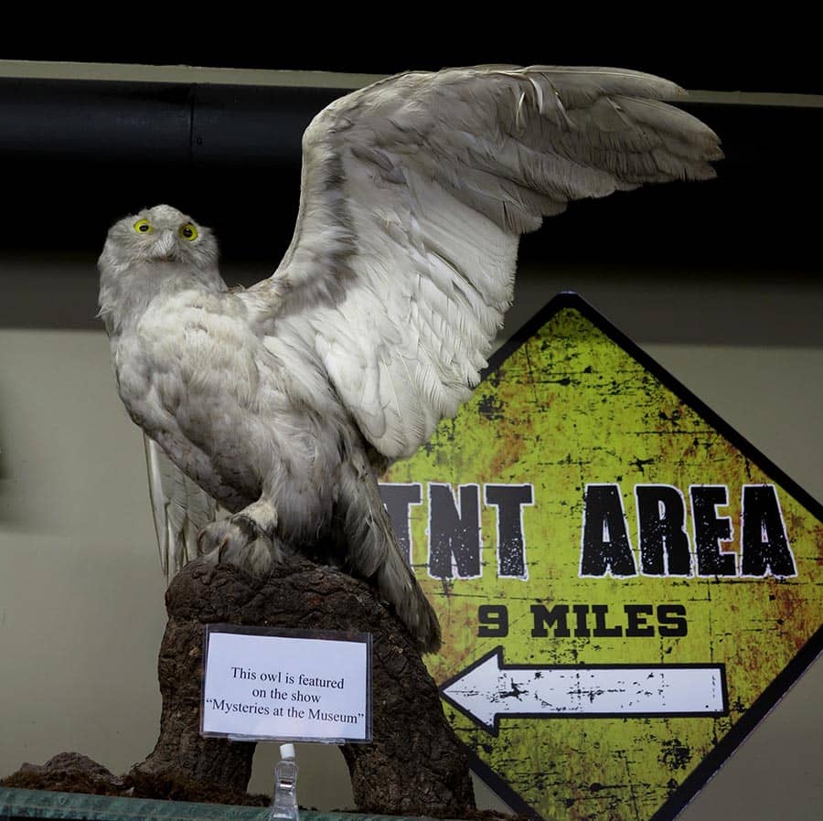 Mounted Snowy Owl Specimen