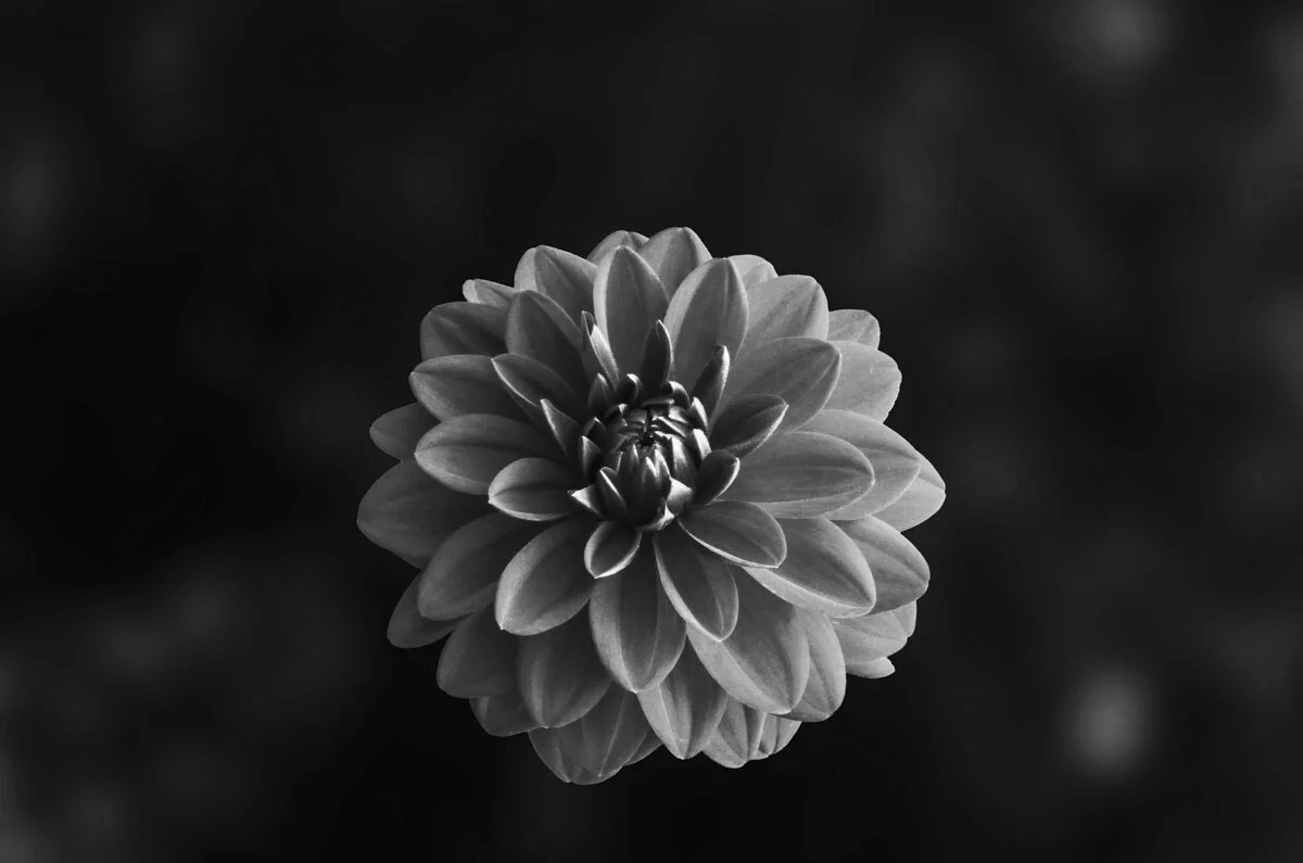 The Black Dahlia Murder - Hollywood's Most Notorious Unsolved Crime