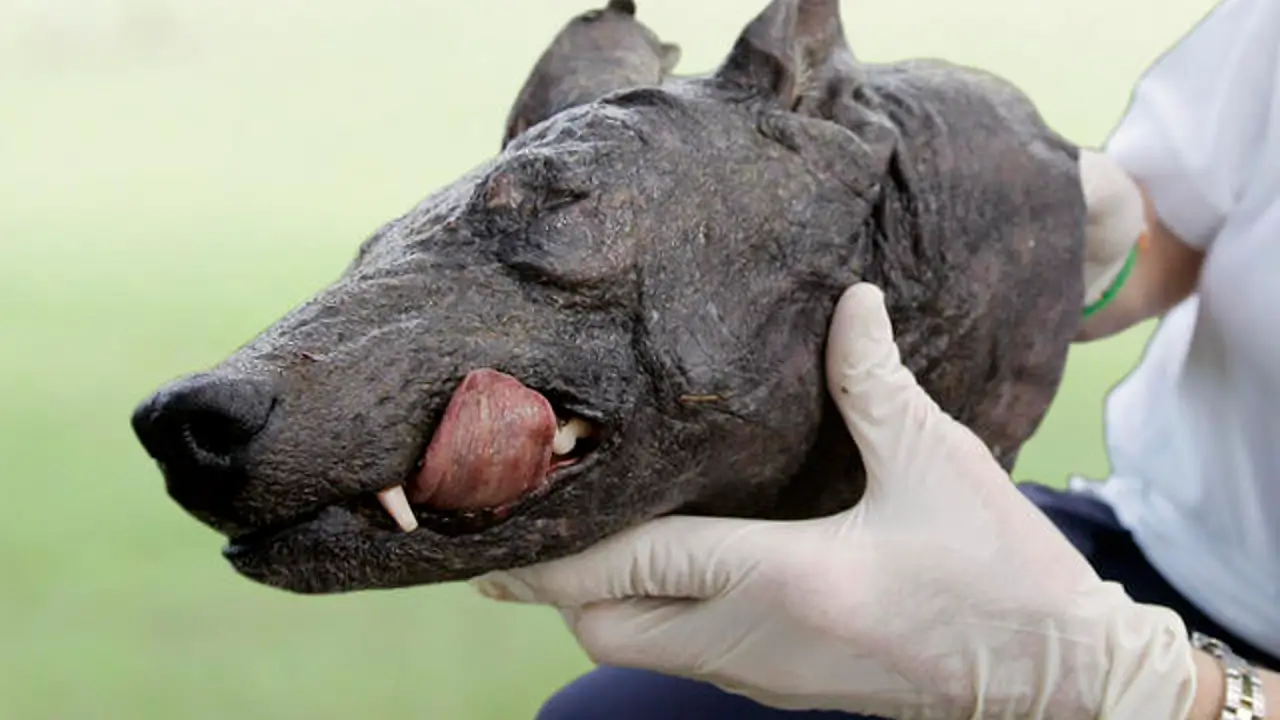 Texas Creature Carcass