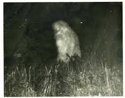 Allen Plaster's Polaroid Photograph of Unidentified Figure