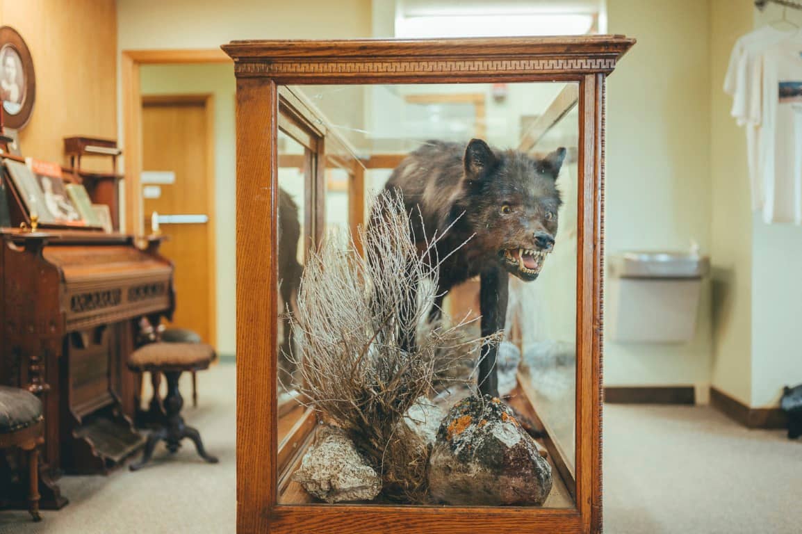 The Preserved Specimen Itself